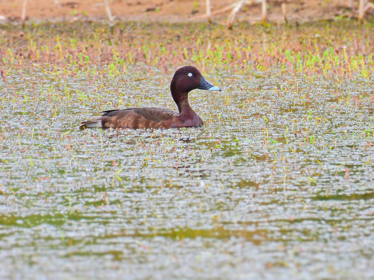 Hardhead - ML645796305