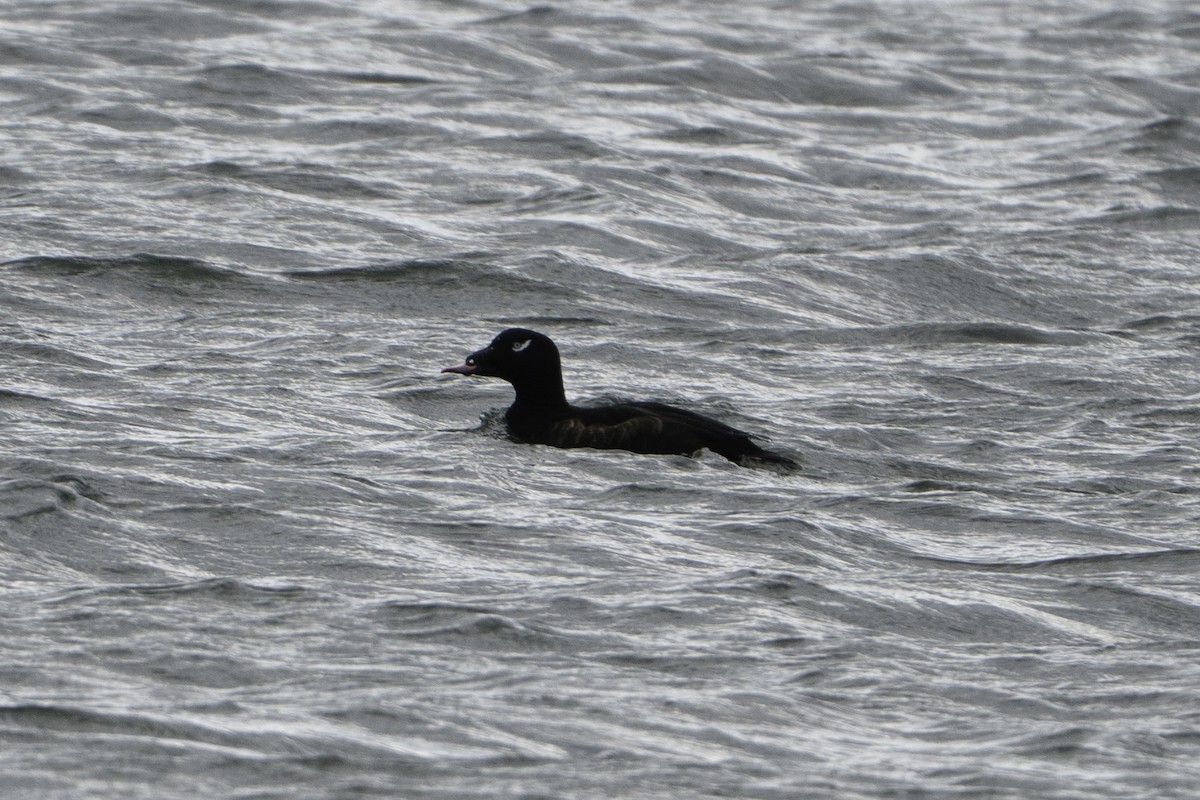 White-winged Scoter - ML645796310