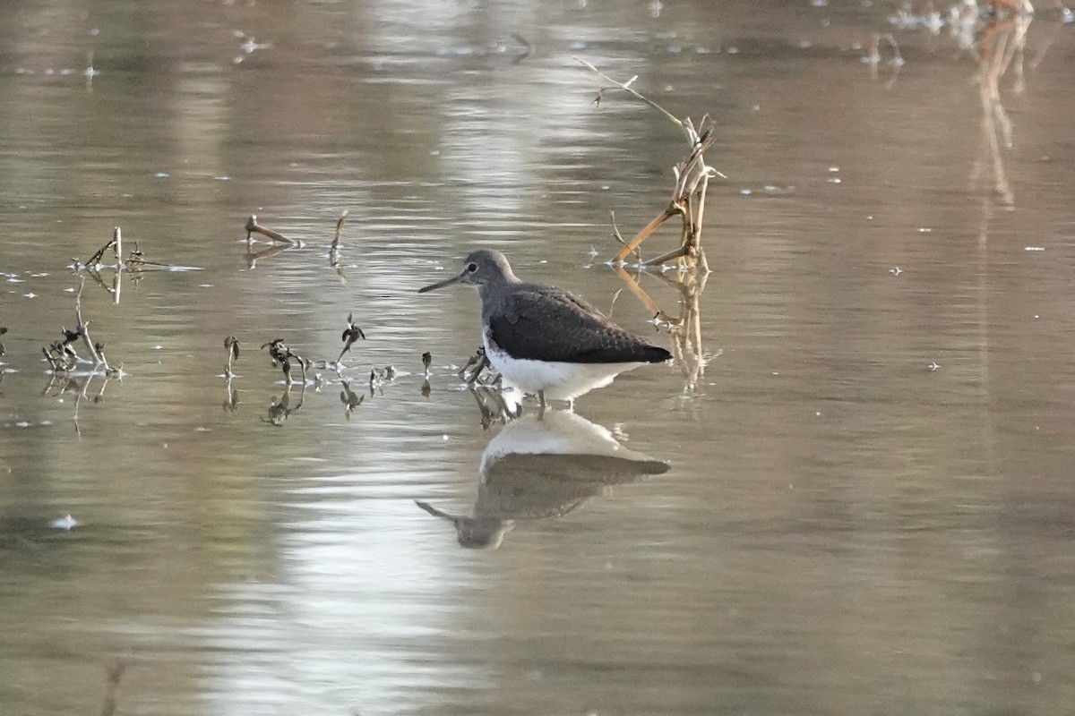 Green Sandpiper - ML645796319