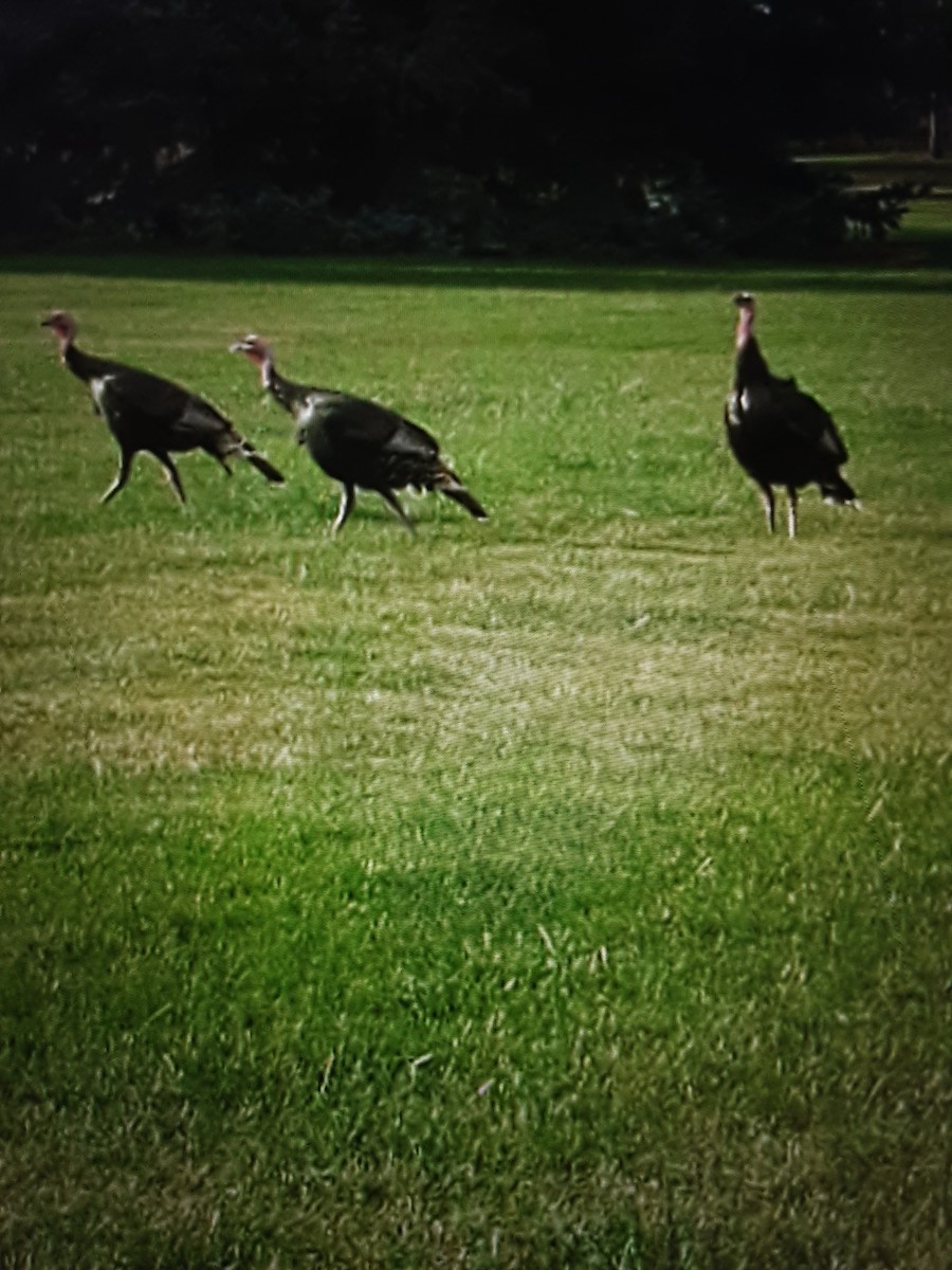 火雞 - ML645796320