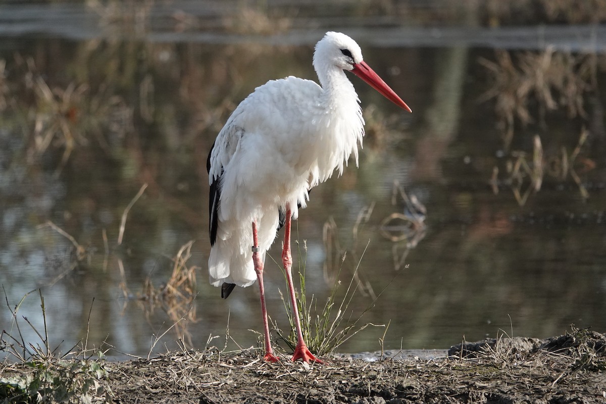 White Stork - ML645796328