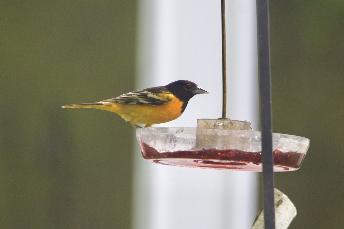 Балтиморский трупиал - ML645796332