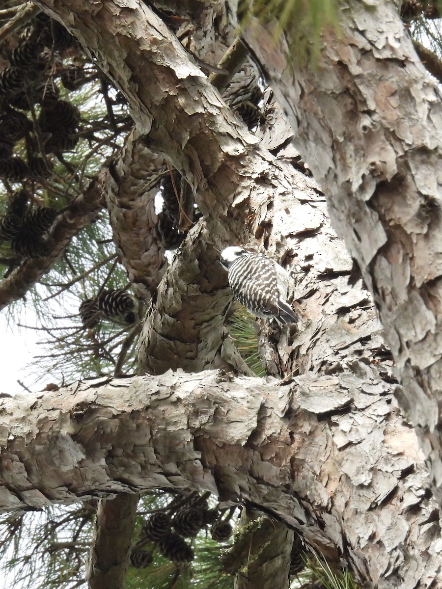 Red-cockaded Woodpecker - ML645796333