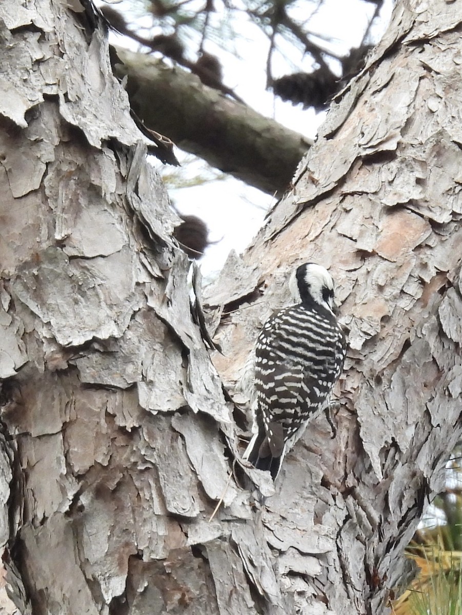 Red-cockaded Woodpecker - ML645796334