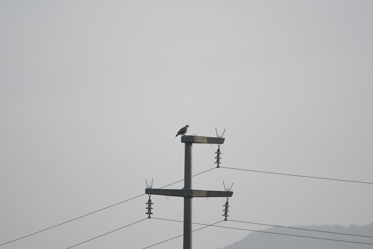 Long-legged Buzzard - ML645796337