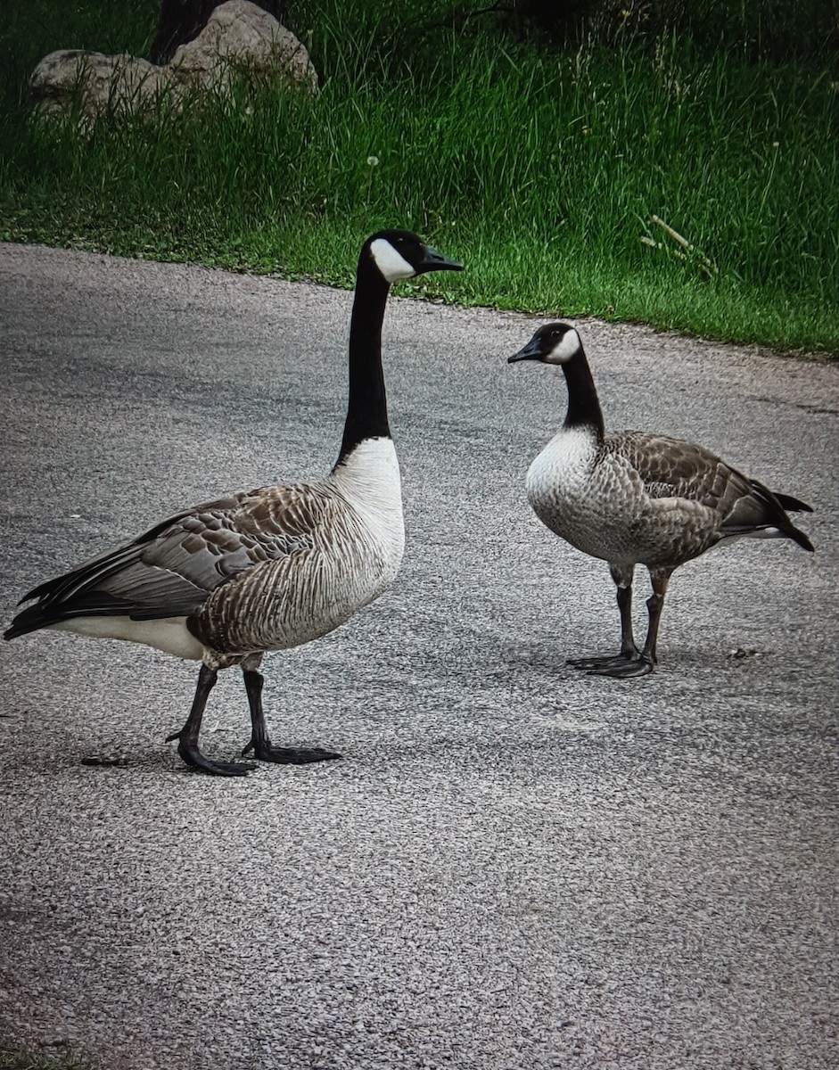 Canada Goose - ML645796340