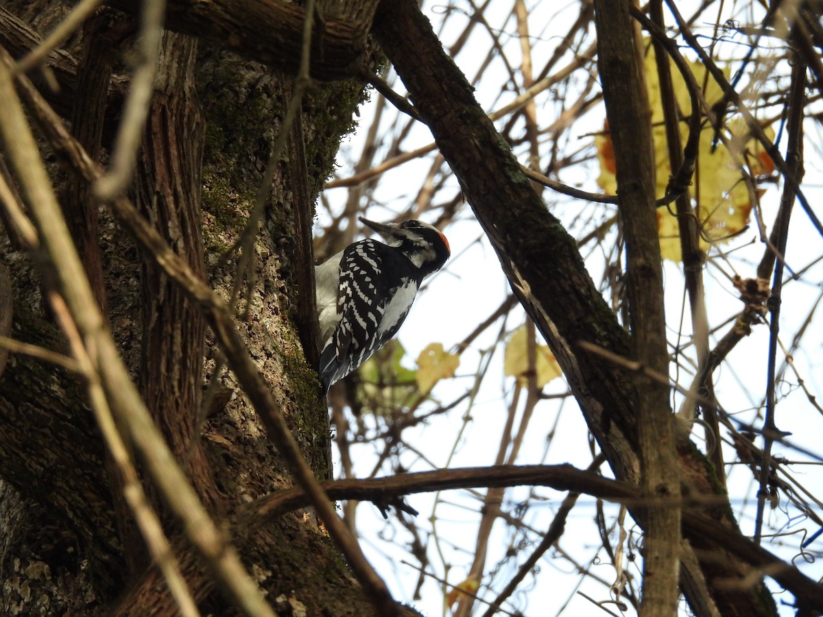 Hairy Woodpecker - ML645796349