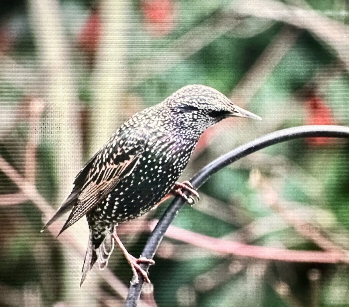 European Starling - ML645796350