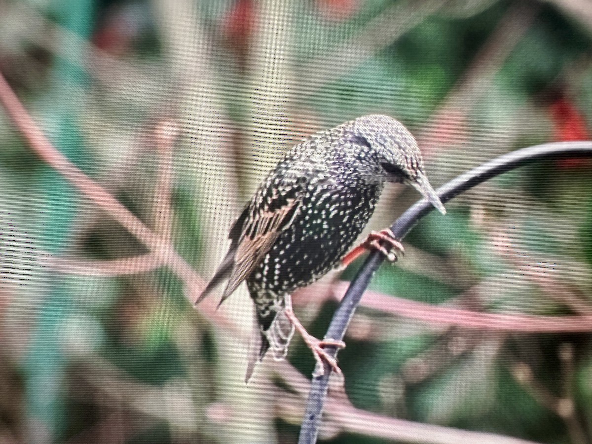 European Starling - ML645796351
