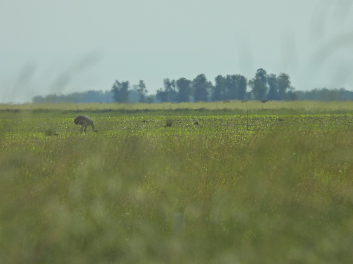 nandu pampový - ML645796368