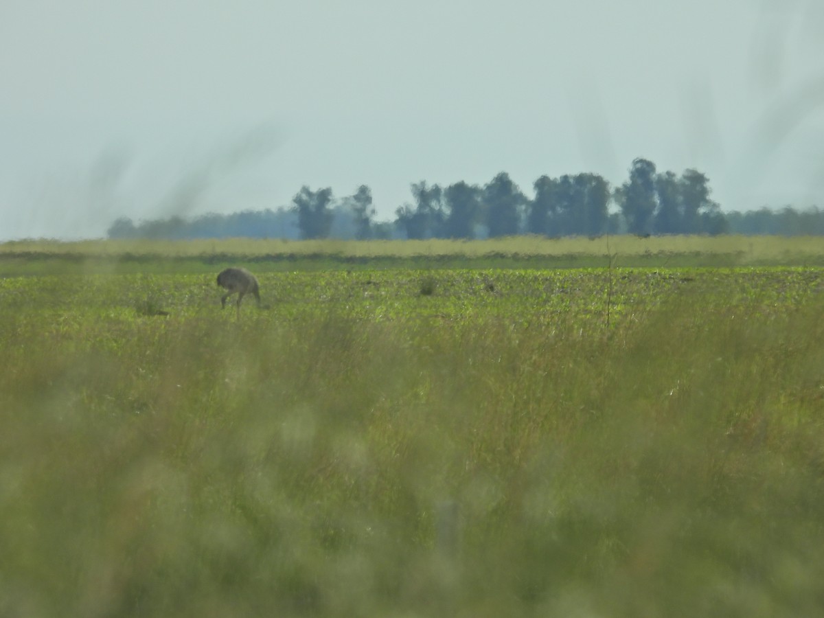 nandu pampový - ML645796369