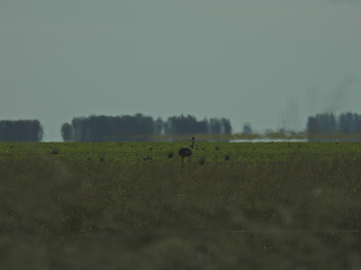 nandu pampový - ML645796370