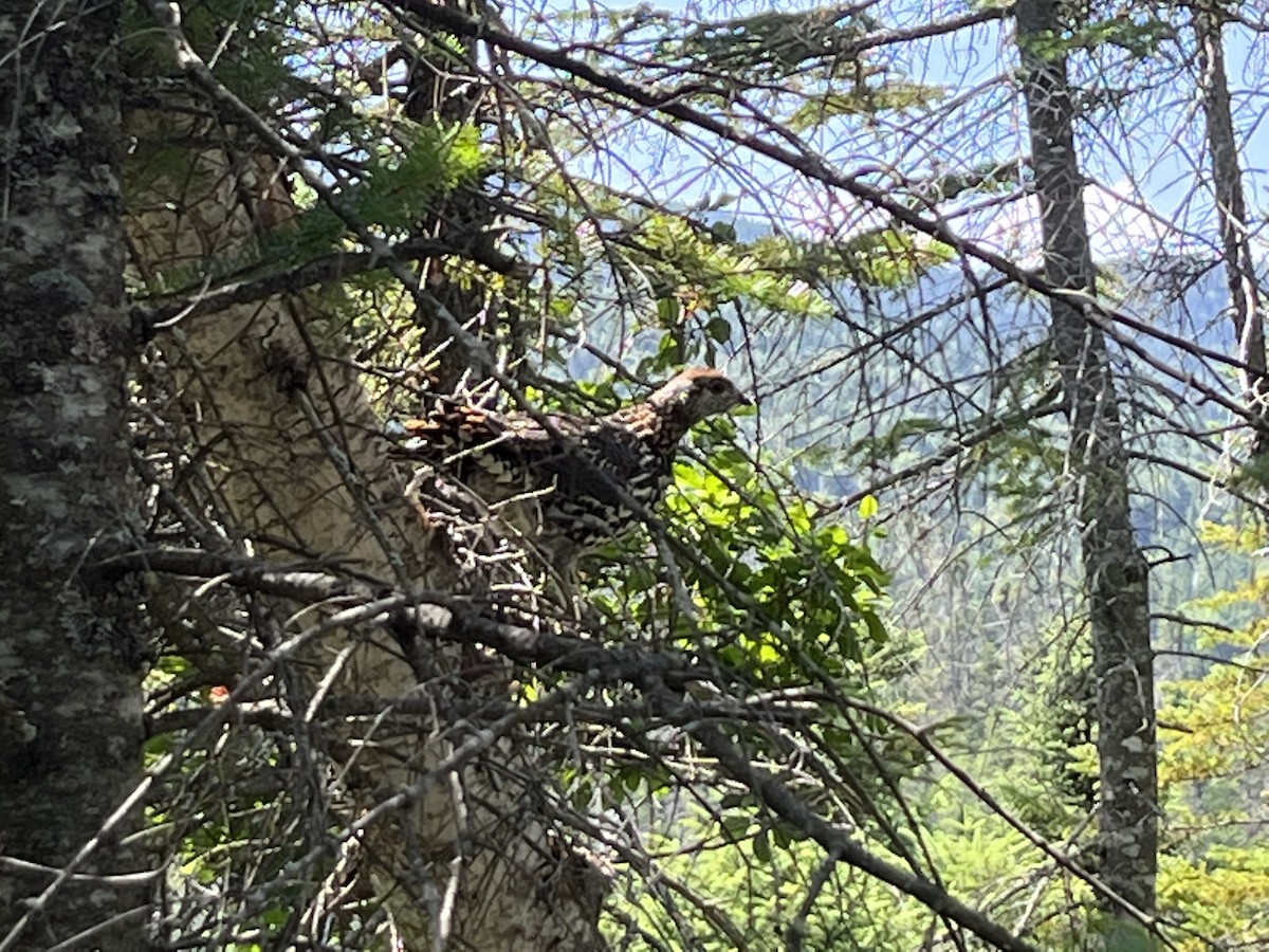 Spruce Grouse - ML645796372