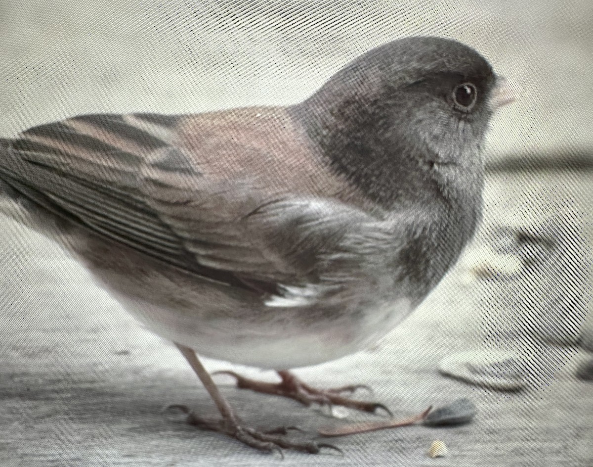 Dark-eyed Junco - ML645796376