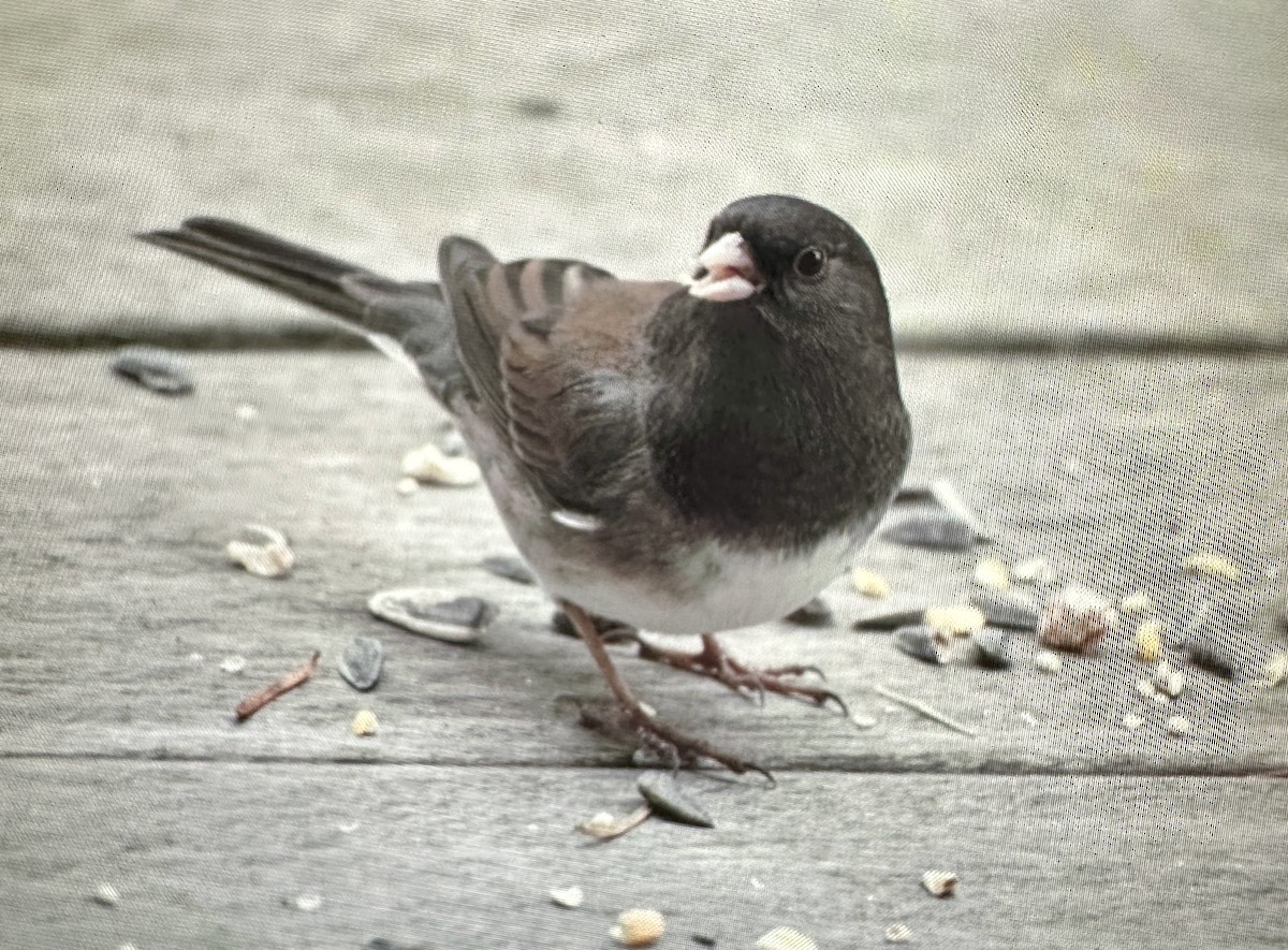 Dark-eyed Junco - ML645796377