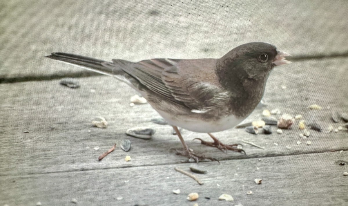 Dark-eyed Junco - ML645796378