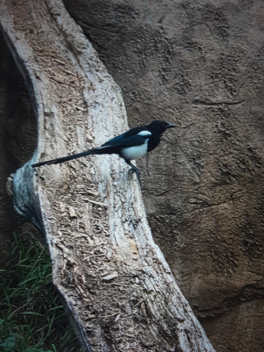 straka americká - ML645796383