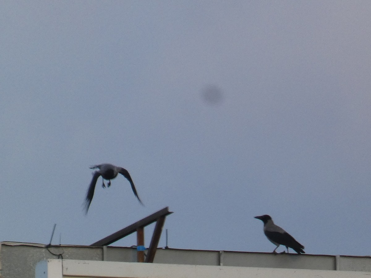 עורב אפור - ML645796386