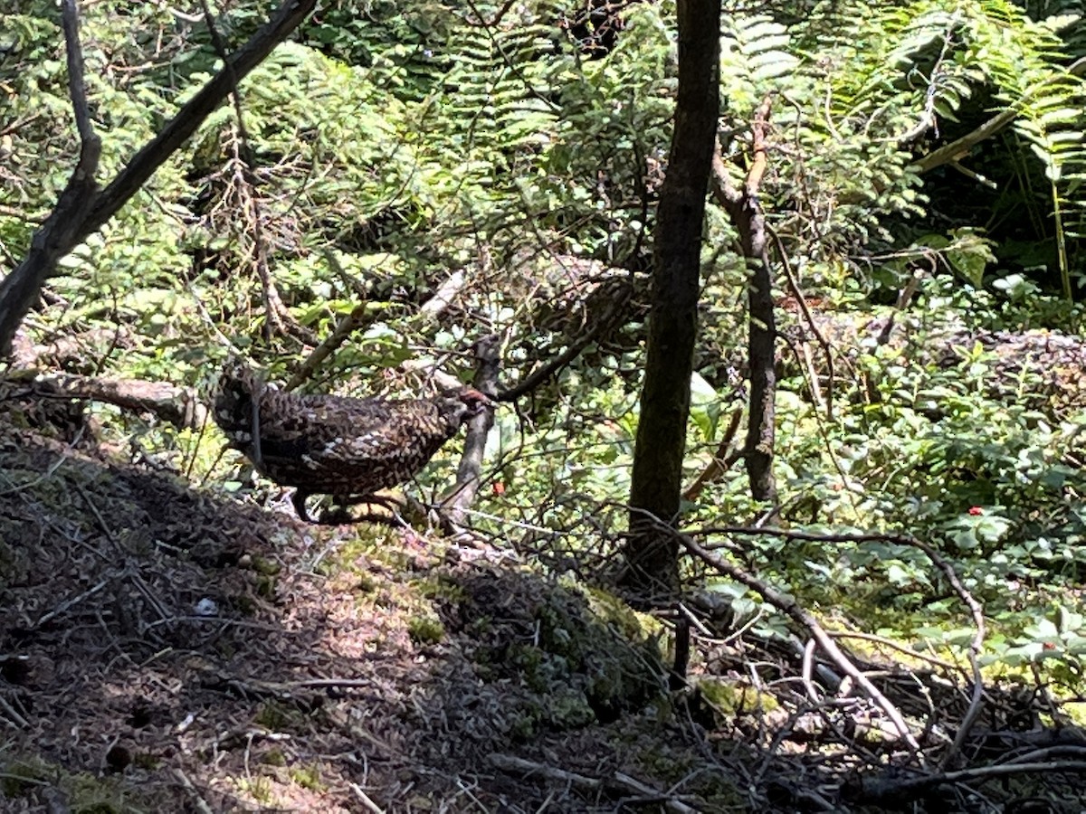 Spruce Grouse - ML645796387