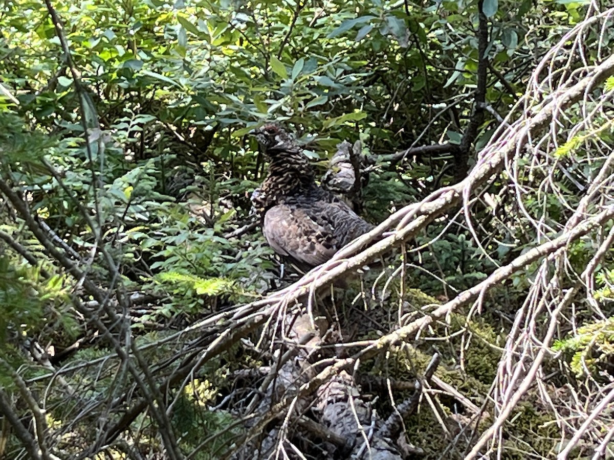 Spruce Grouse - ML645796391