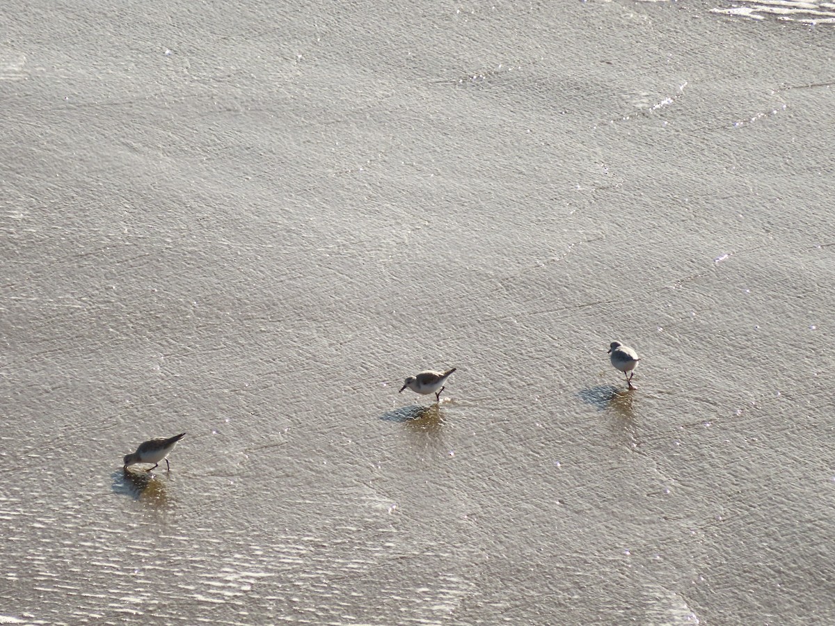 Sanderling - ML645796393