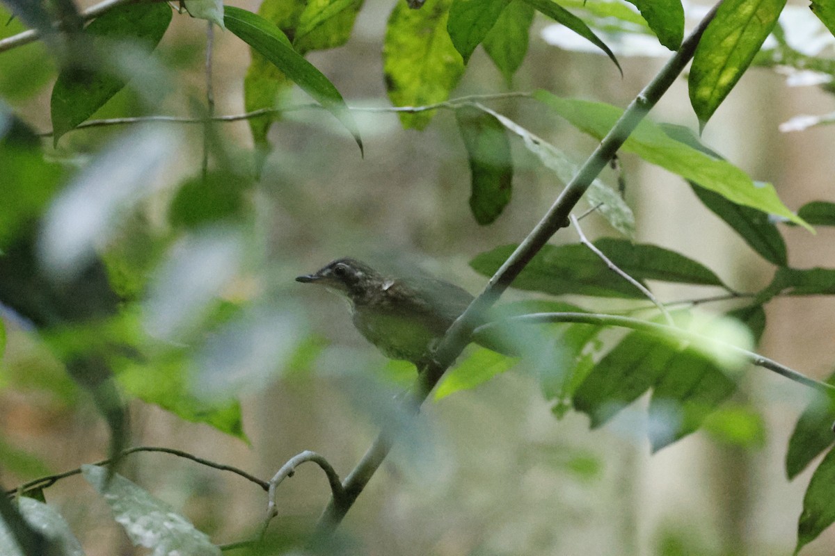Large Wren-Babbler - ML645796396