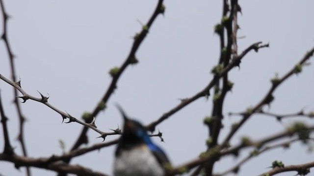 Белобрюхая нектарница - ML645796399