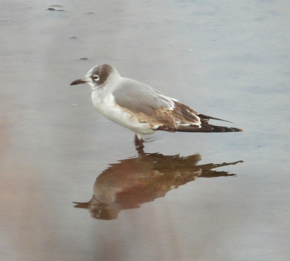 Franklin's Gull - ML645796401