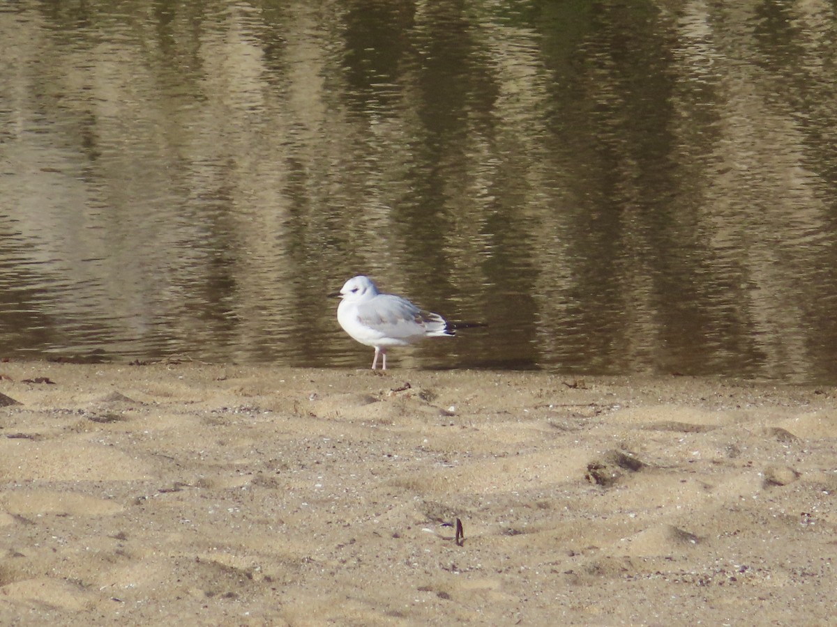 Bonaparte's Gull - ML645796409