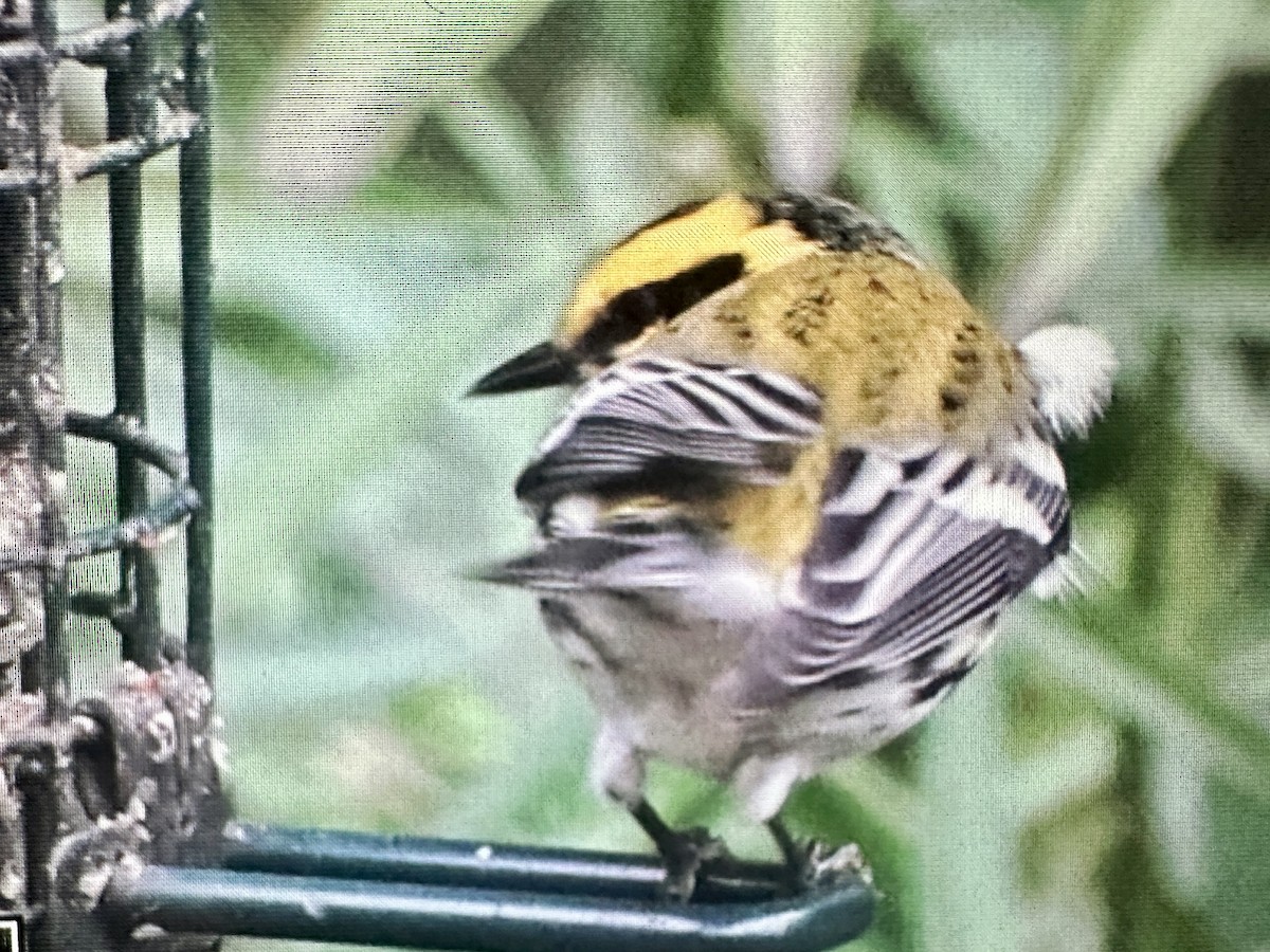 Townsend's Warbler - ML645796410