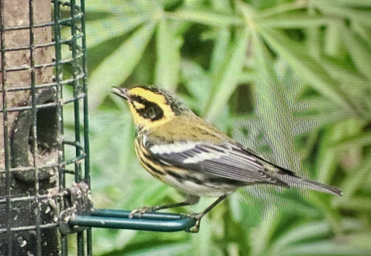 Townsend's Warbler - ML645796411