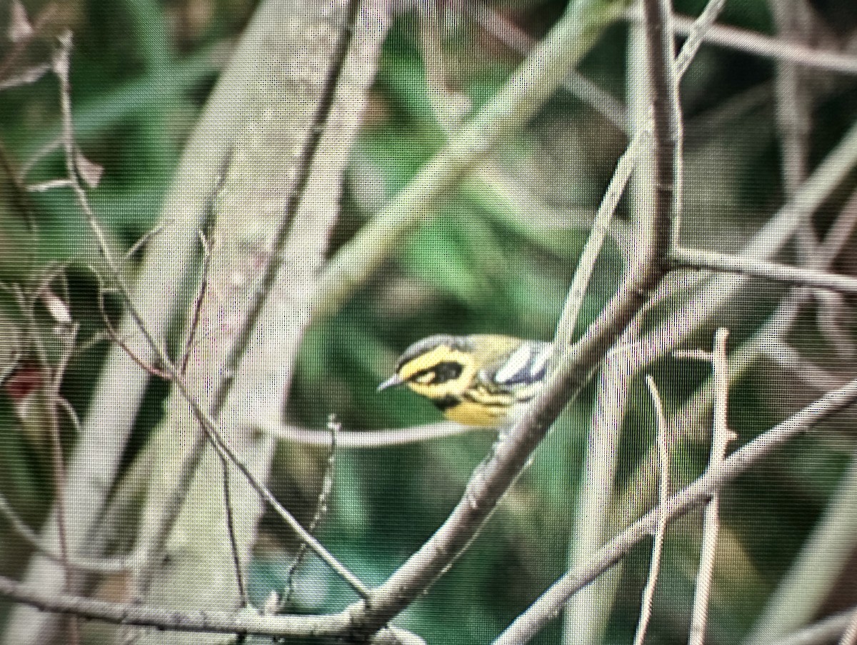 Townsend's Warbler - ML645796412