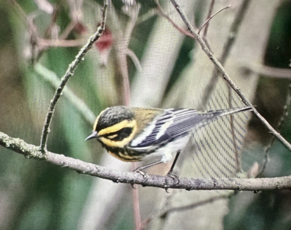 Townsend's Warbler - ML645796413