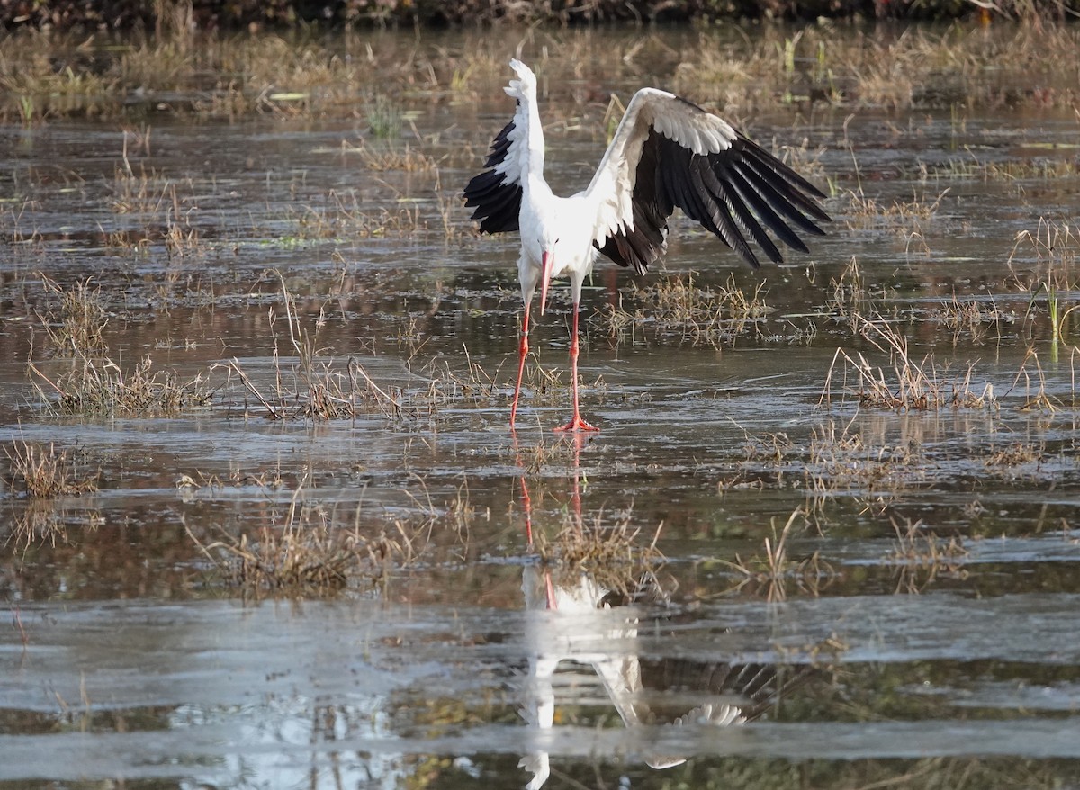 White Stork - ML645796414