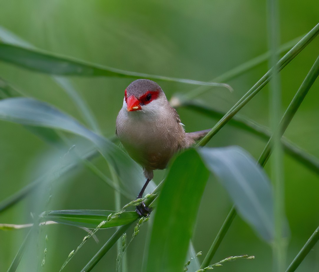 Common Waxbill - ML645796416