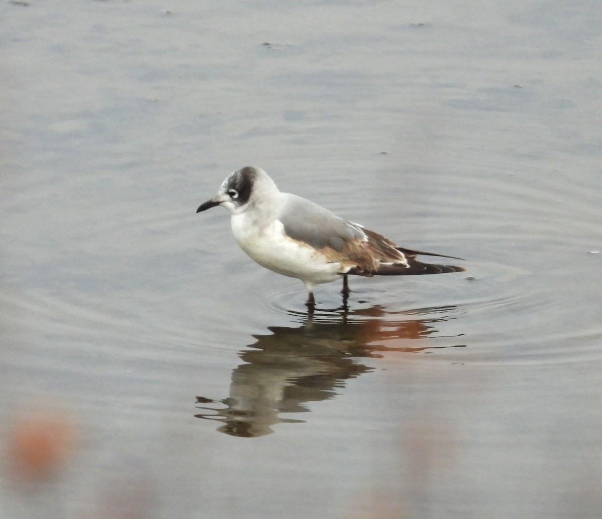 Franklin's Gull - ML645796418