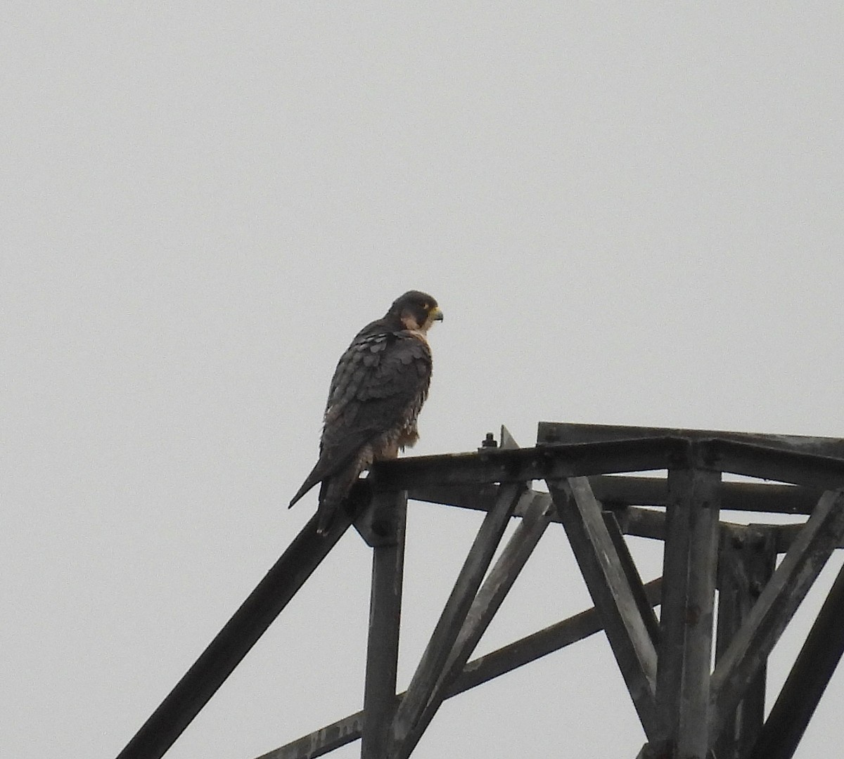 Peregrine Falcon - ML645796431