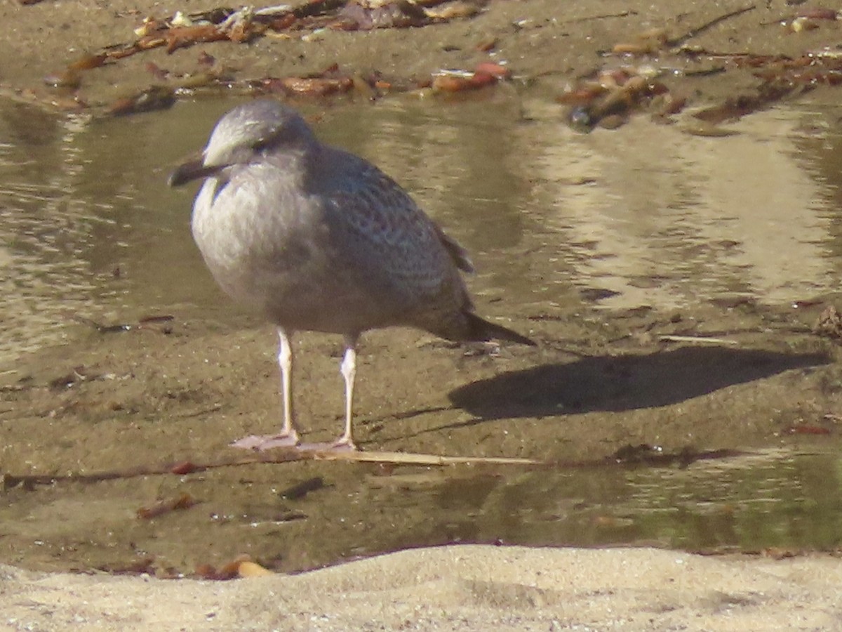 American Herring Gull - ML645796436