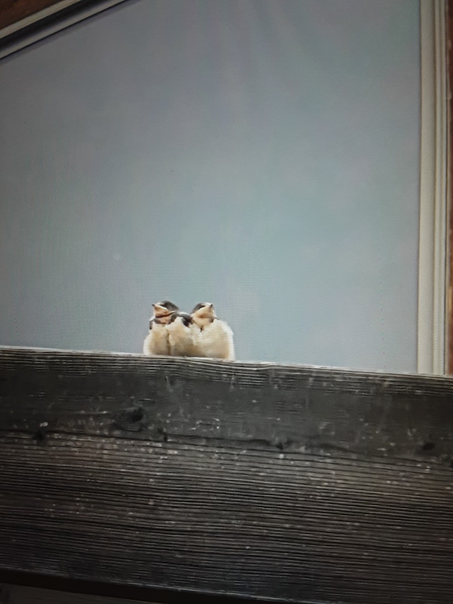 家燕 - ML645796441