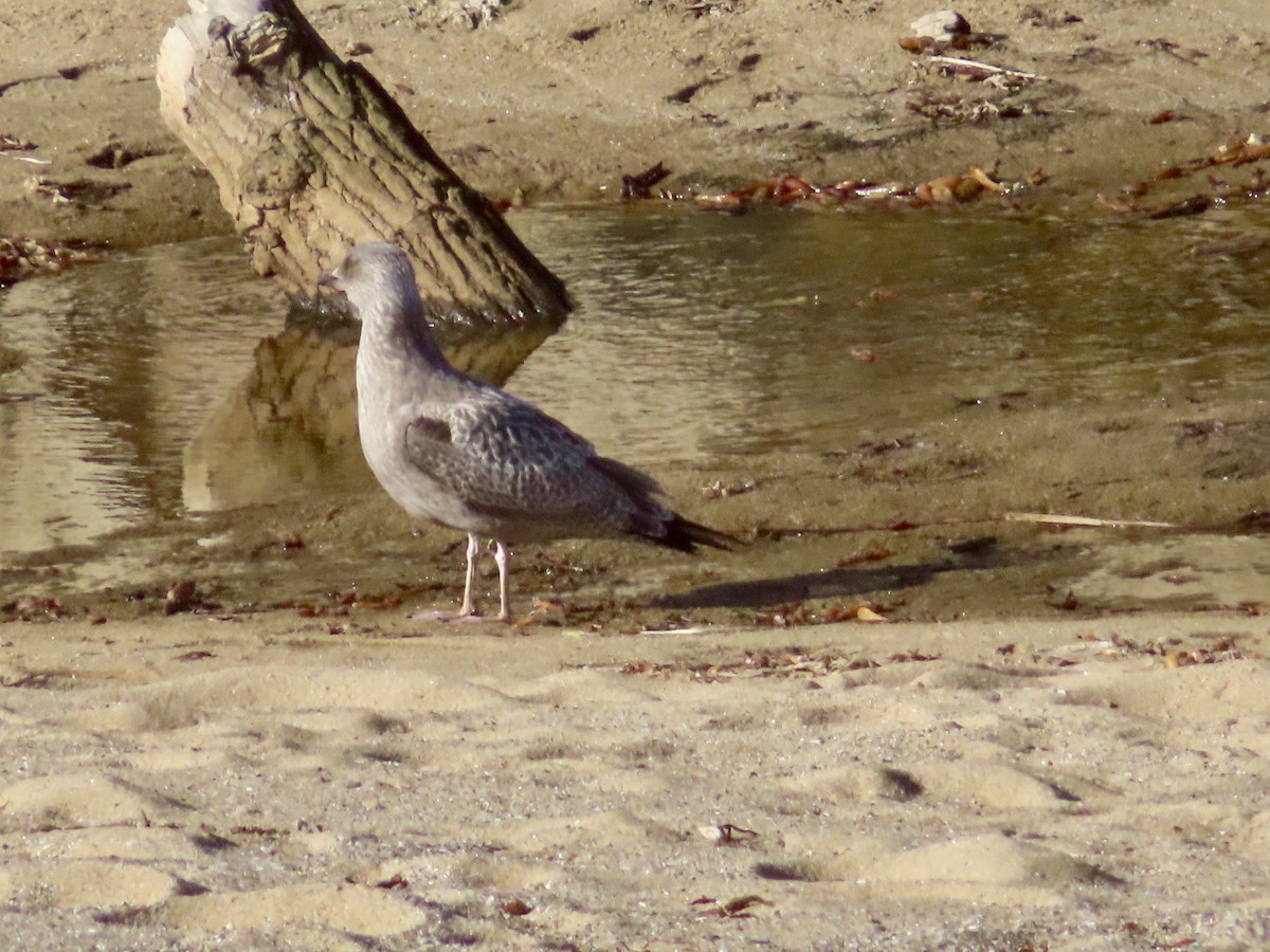 American Herring Gull - ML645796447