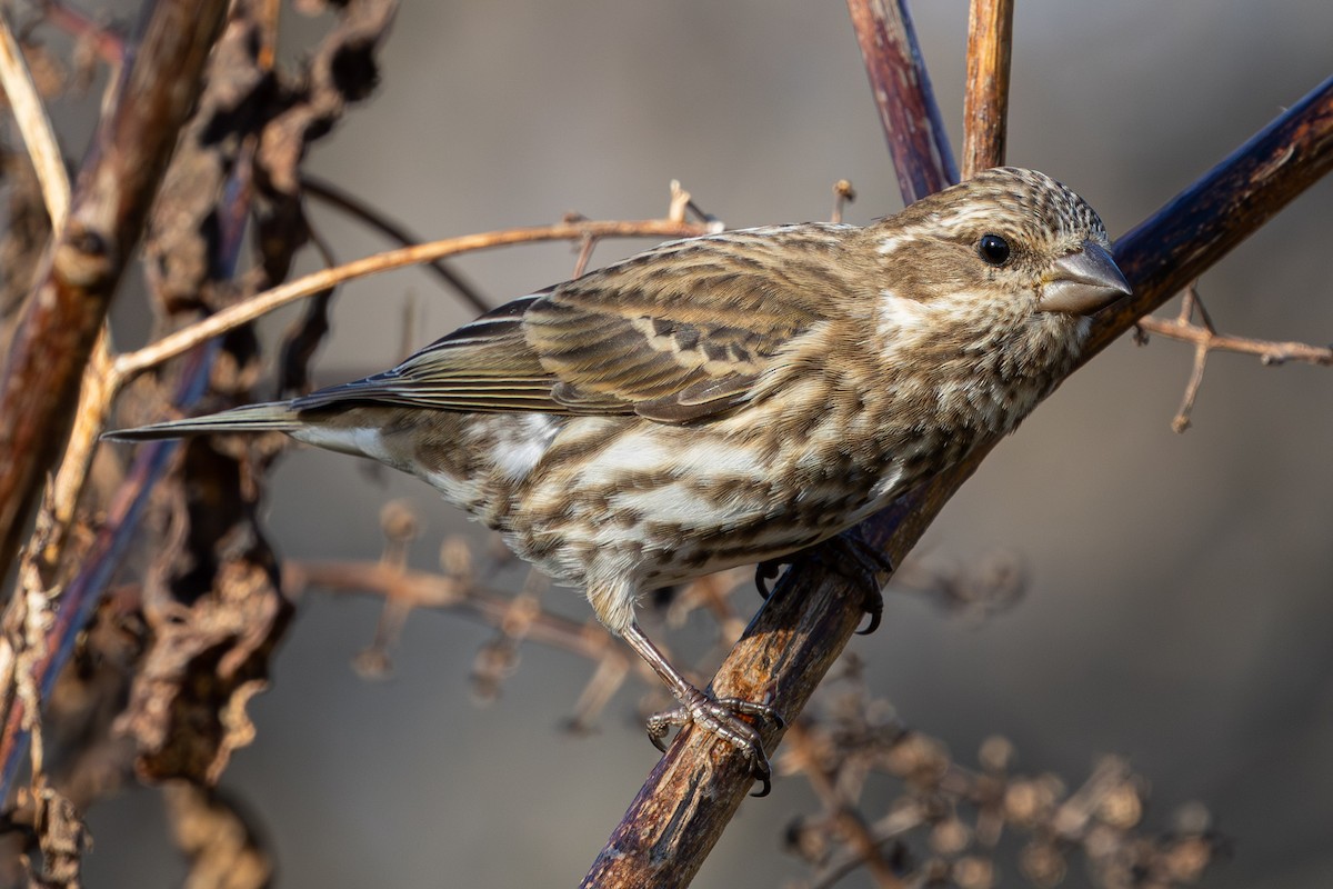 Purple Finch - ML645796456