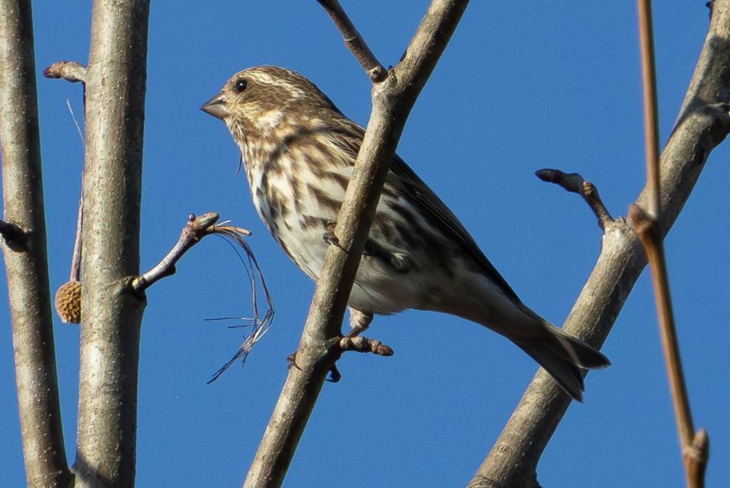 Purple Finch - ML645796457