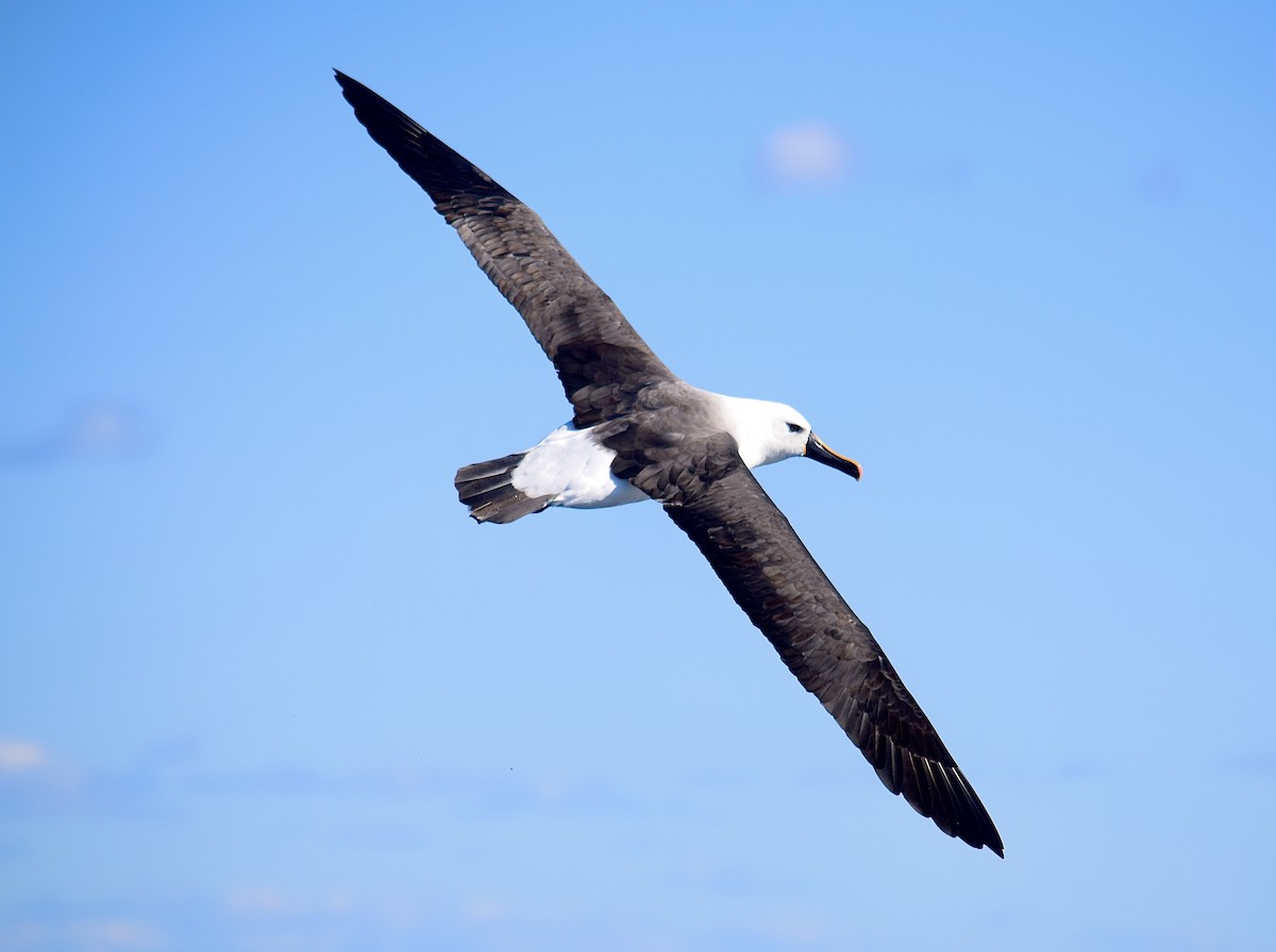 Indian Yellow-nosed Albatross - ML645796459