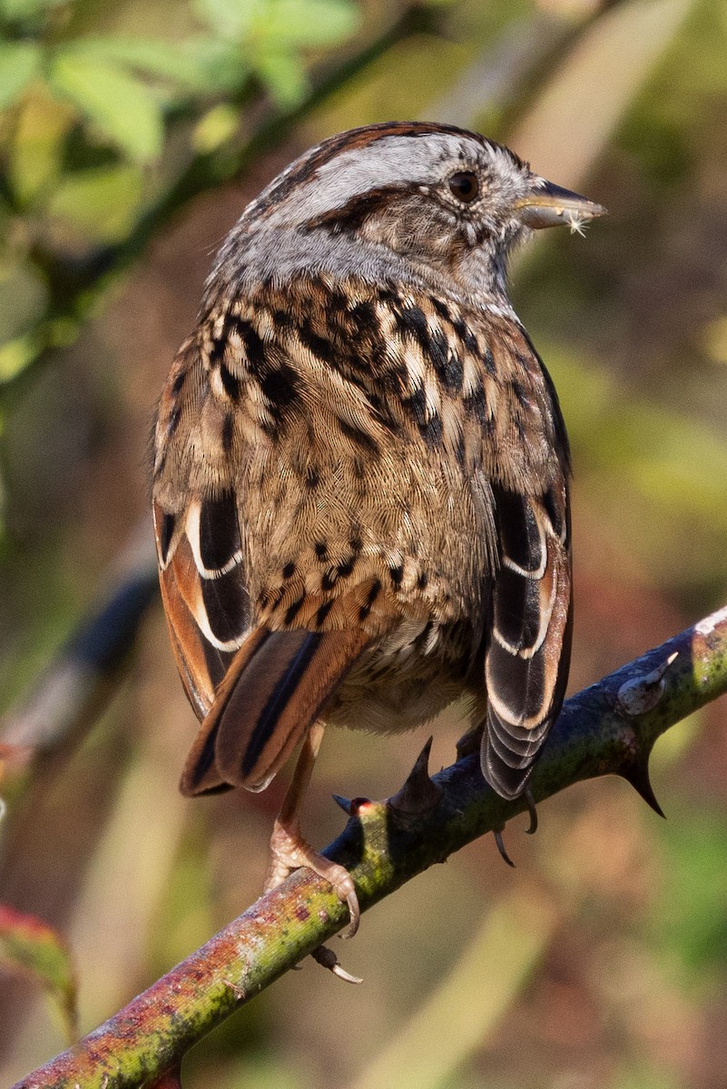 Swamp Sparrow - ML645796463