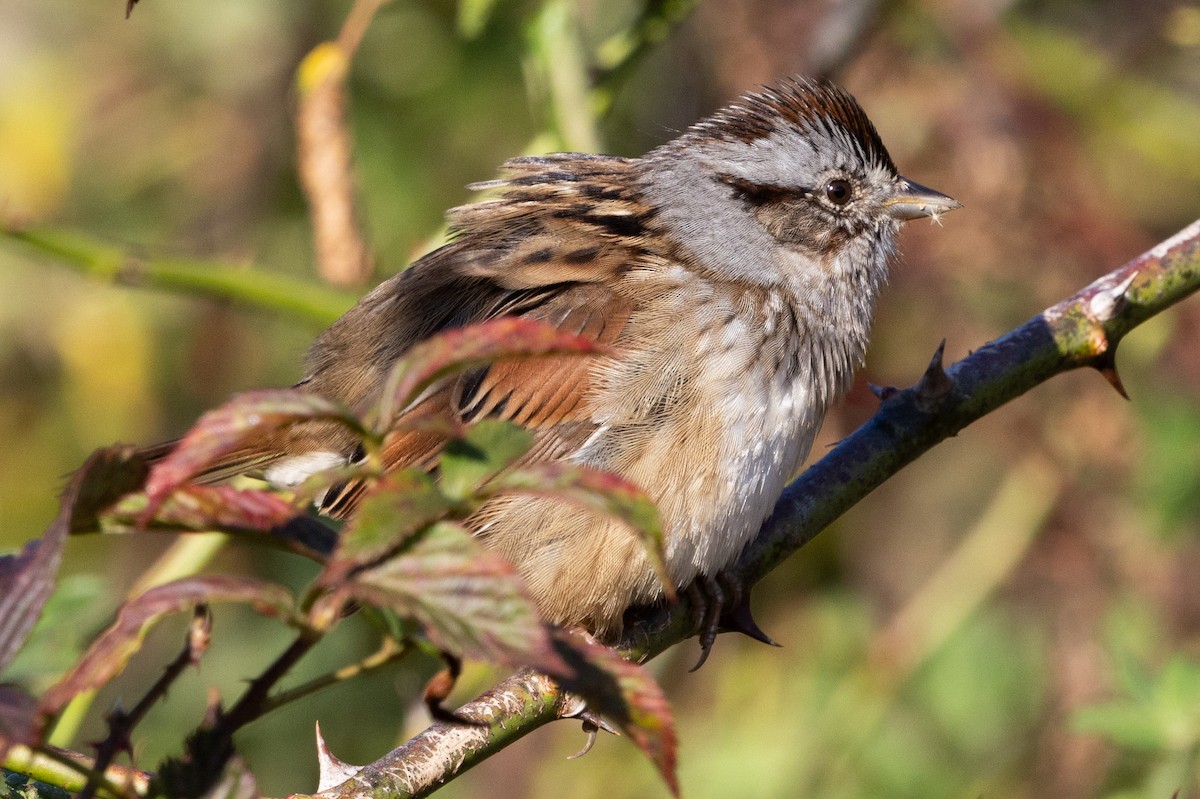 Swamp Sparrow - ML645796464