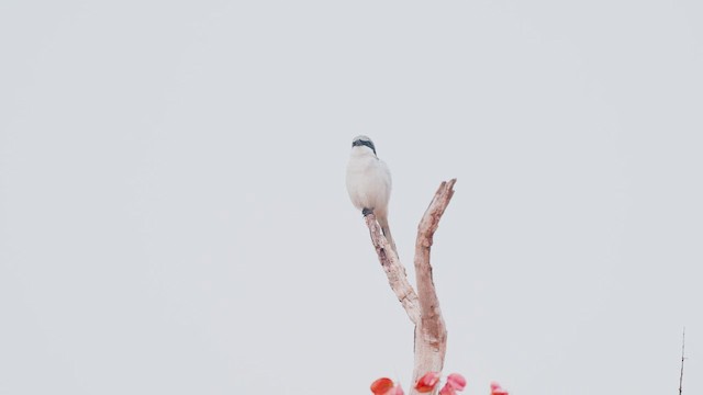 Американский сорокопут - ML645796465