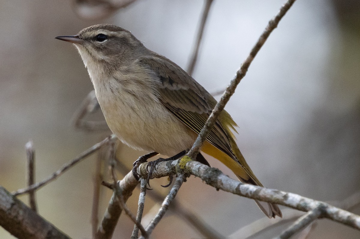 Palm Warbler - ML645796473