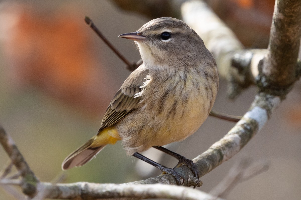 Palm Warbler - ML645796474