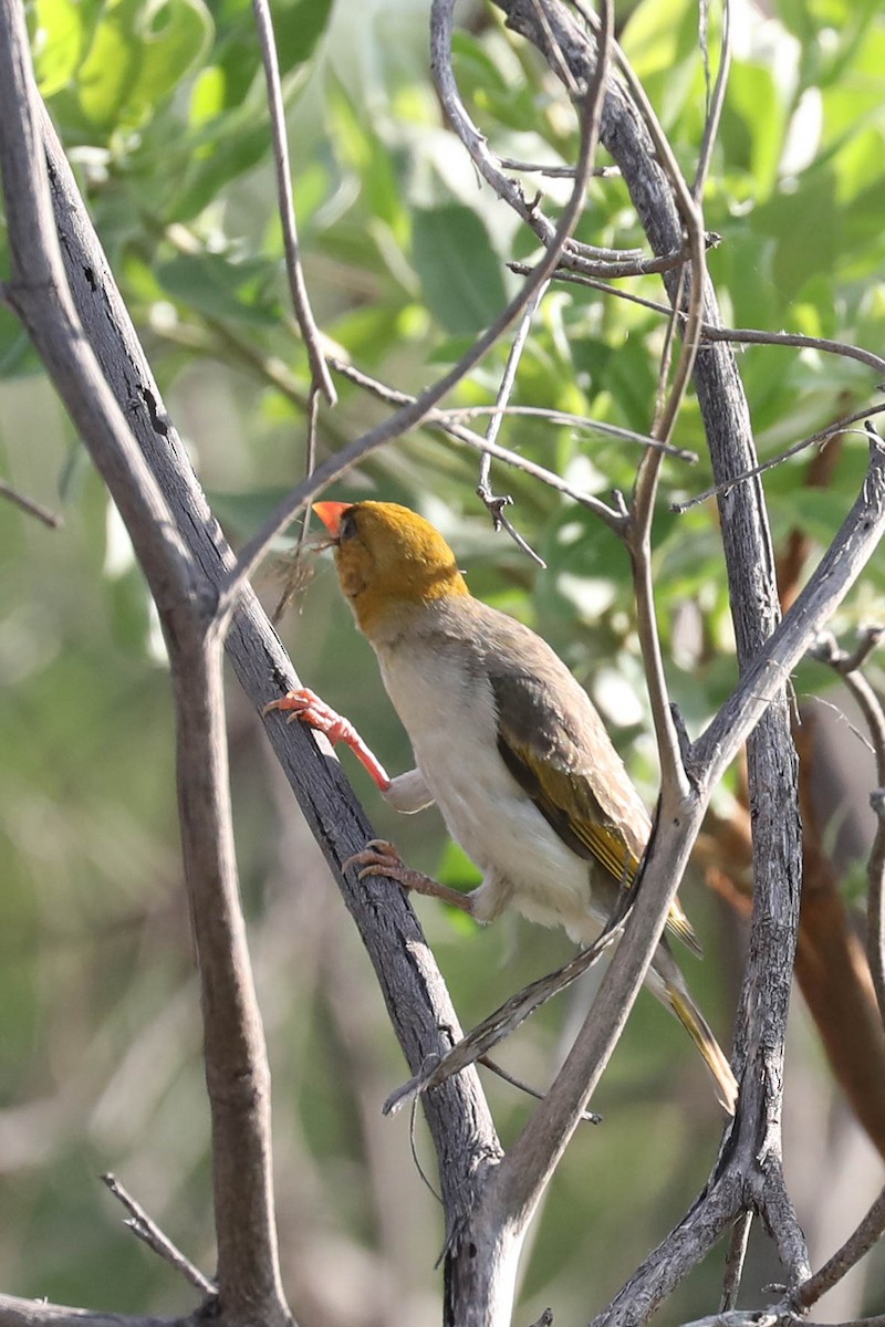 Anaplecte écarlate - ML645796481