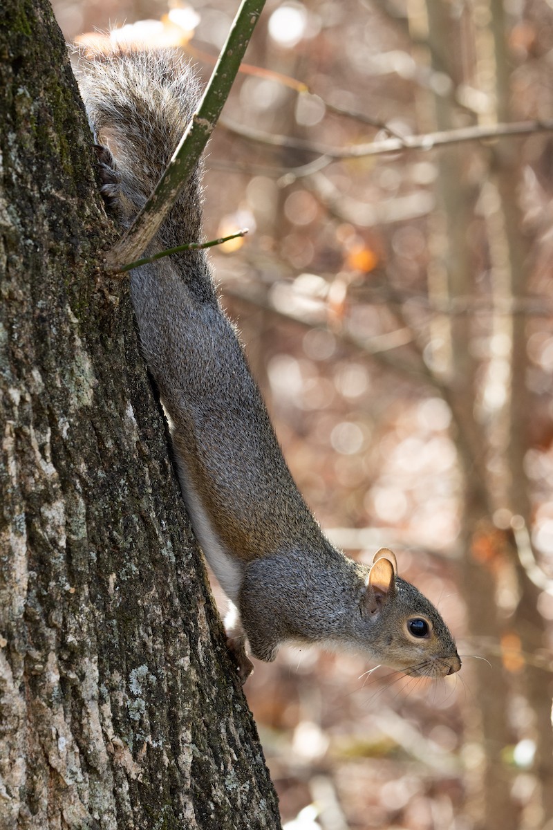 Eastern Gray Squirrel - ML645796484